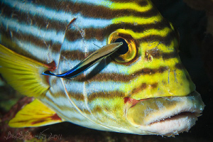 fishes also sometimes suffers...  :-(
/ oriental sweetli... by Boris Pamikov 